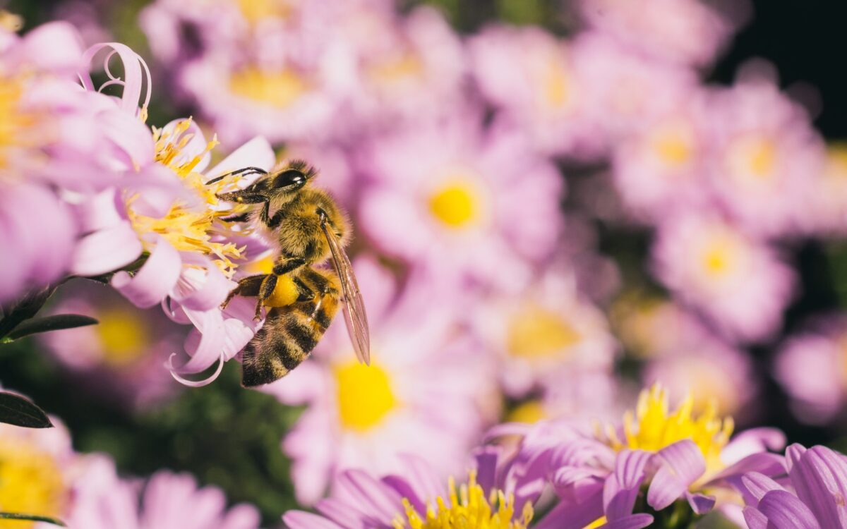 Rośliny miododajne sprzyjające pszczołom